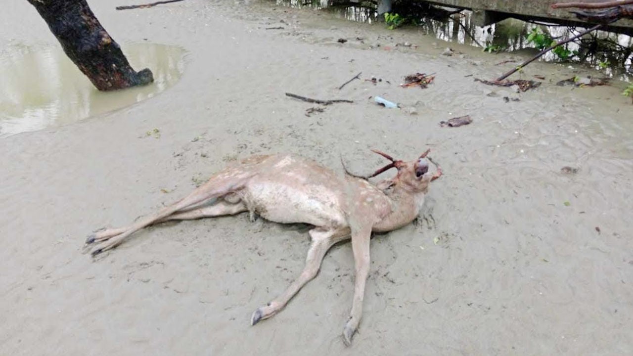 সুন্দরবন থেকে আরও ১৫টি মৃত হরিণ উদ্ধার