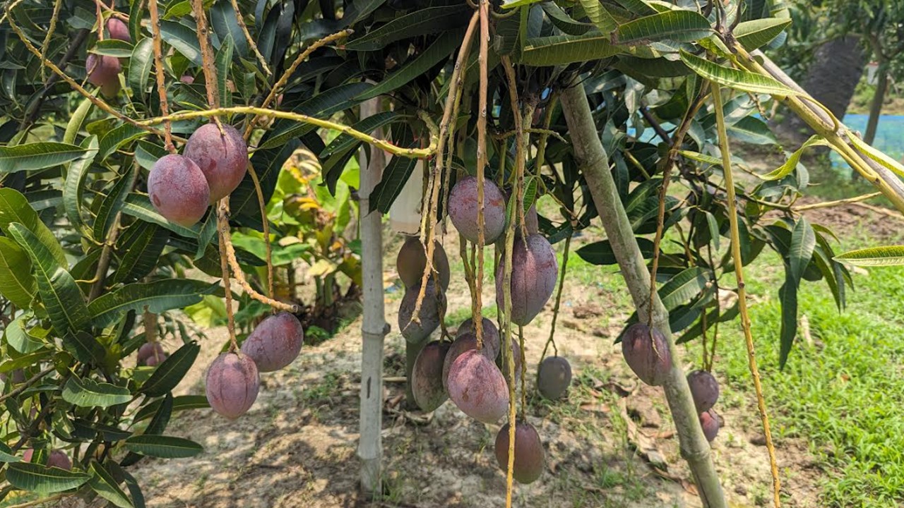 মুন্সীগঞ্জে চাষ হচ্ছে বিশ্বের সবচেয়ে দামী আম মিয়াজাকি