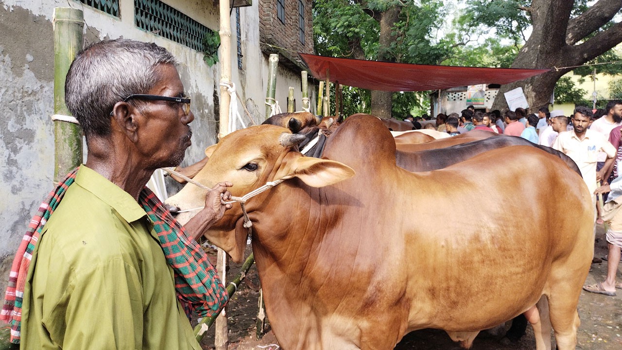 বড় গরু নিয়ে হতাশ খামারিরা, ক্রেতা বেশি লাখ টাকার