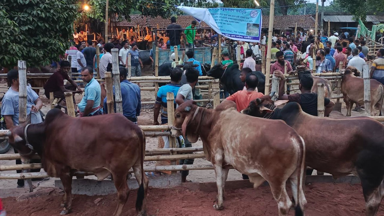 শেষ সময়েও জমেনি সাতক্ষীরার কোরবানির পশুর হাট