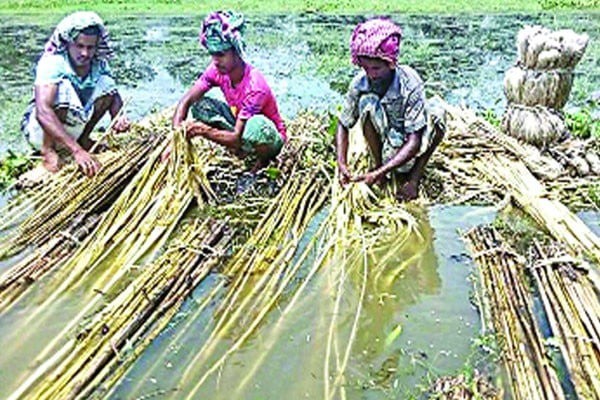 সোনালি আঁশে সুদিন ফেরানোর চেষ্টা